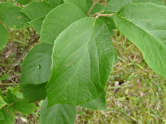 {Styrax grandifolius}